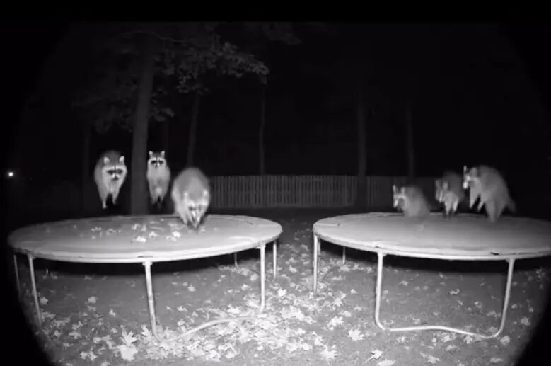 چگونه هوش مصنوعی کودکان و حیوانات را به کشتن می‌دهد؟