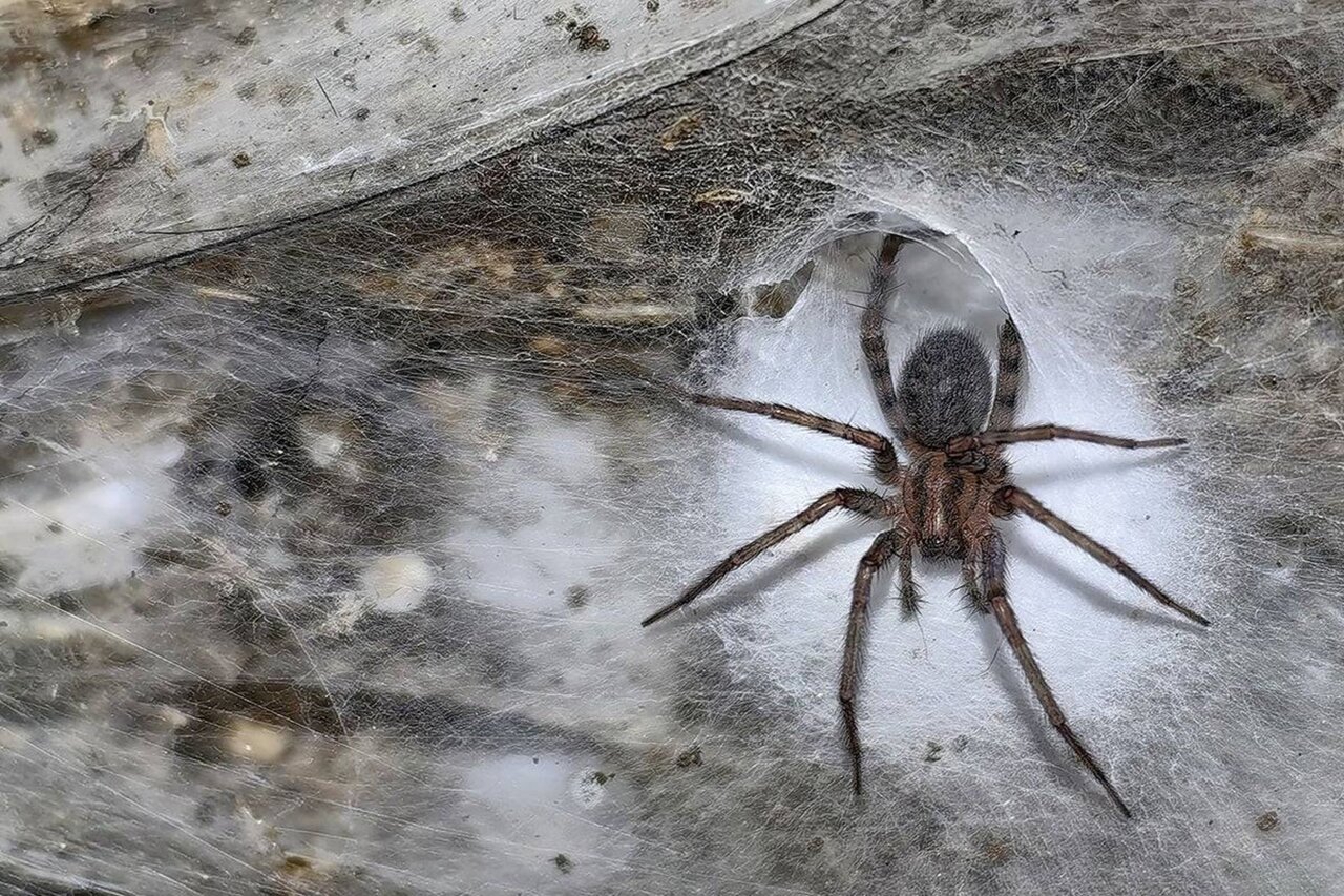 یک کشف شگفت‌انگیز در عمق زمین صورت گرفته است؛ بزرگ‌ترین تار عنکبوت جهان که اندازه آن به نصف زمین تنیس می‌رسد، شناسایی شده است.