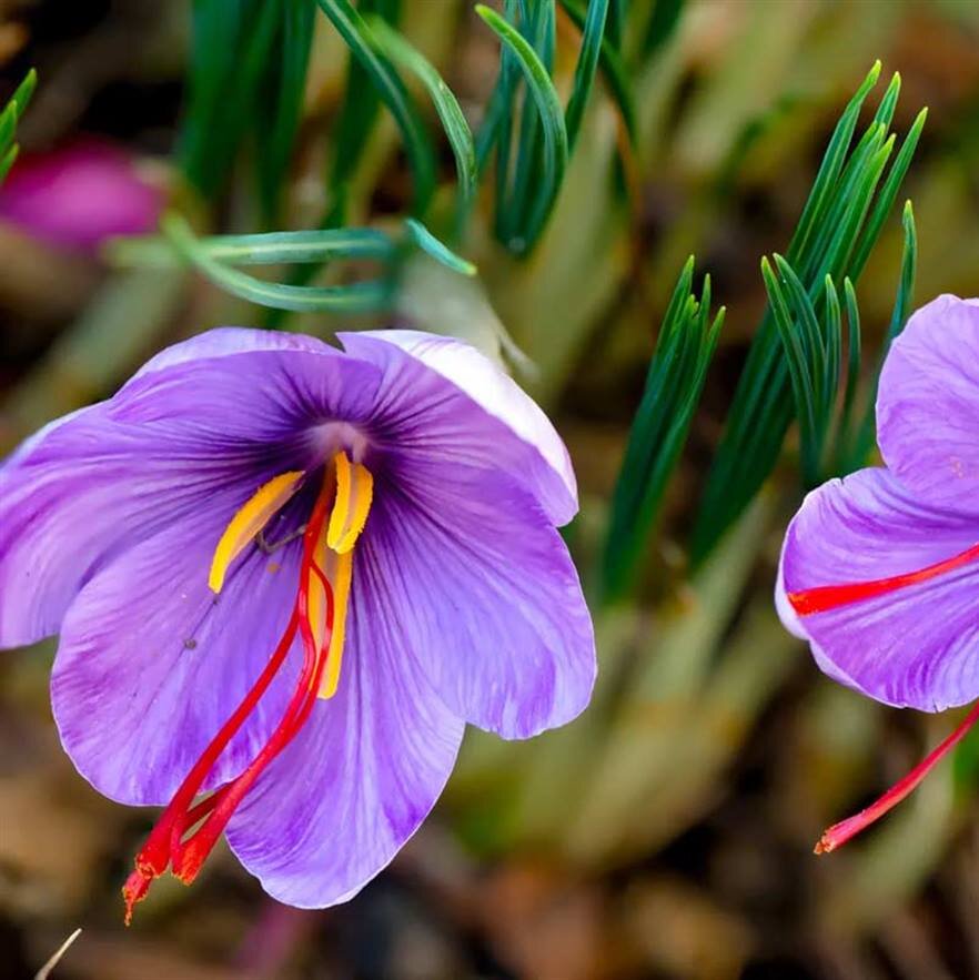 «امید به اشتغال‌زایی»؛ برگزاری جشنواره ملی زعفران در روستای «ازان»