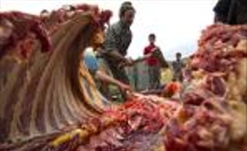 بازداشت خانواده سه‌نفره در پرونده کشتار غیرمجاز الاغ