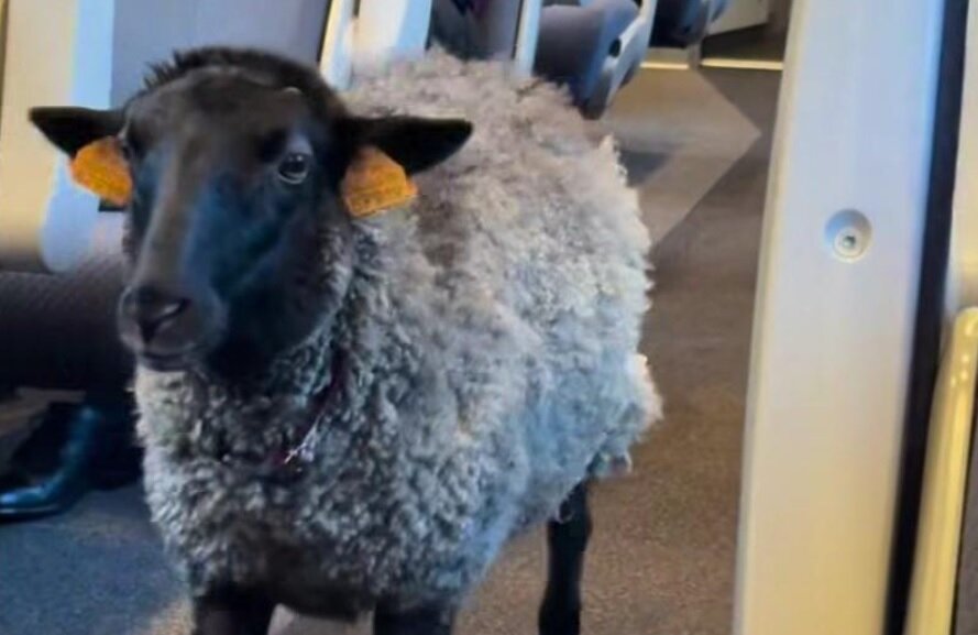 ماجرای گوسفندی که در قطار پوشک به تن داشت/ عکس