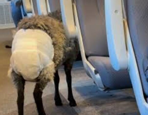 ماجرای گوسفندی که در قطار پوشک به تن داشت/ عکس