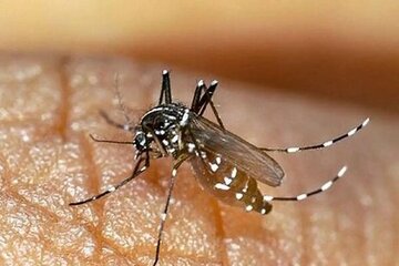 ۳ کارگاه و کارواش آلوده به لارو پشه آئدس در بندرعباس پلمب شدند