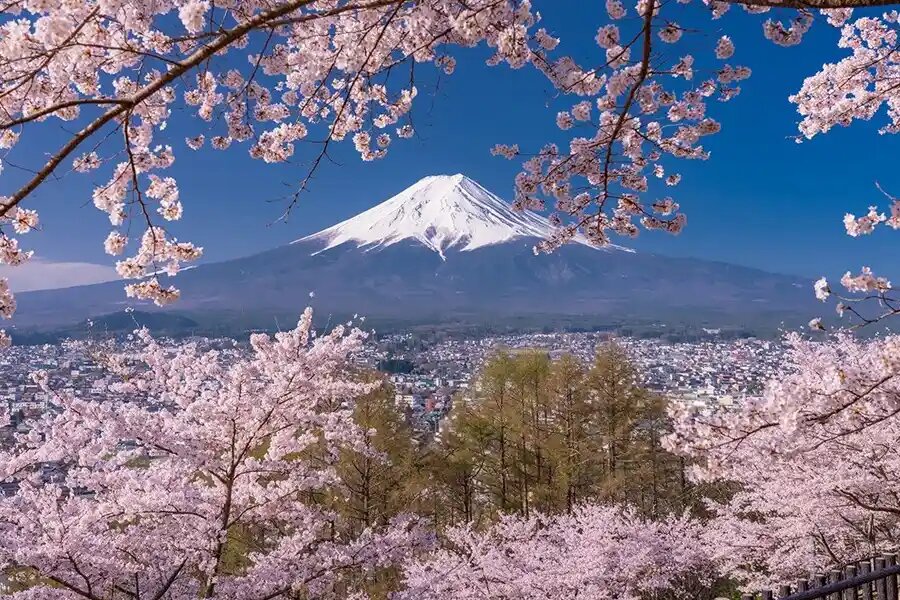 بهترین زمان سفر به ژاپن برای دیدن شکوفه های گیلاس