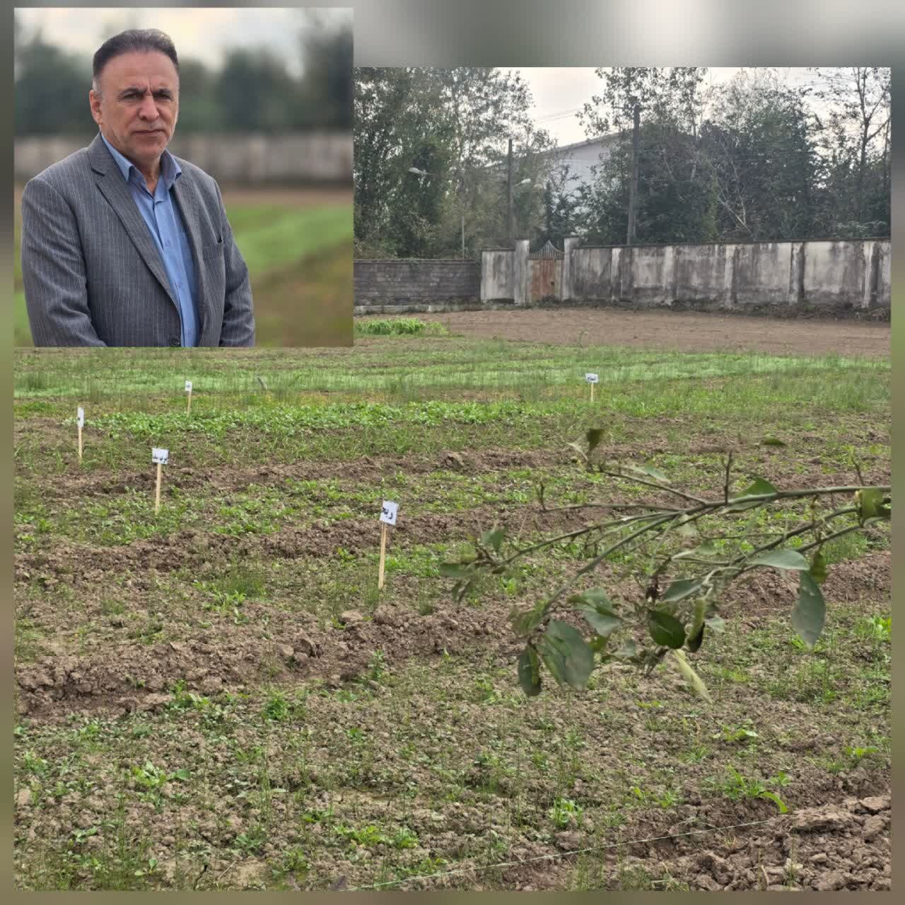 مدیر جهاد کشاورزی آستانه