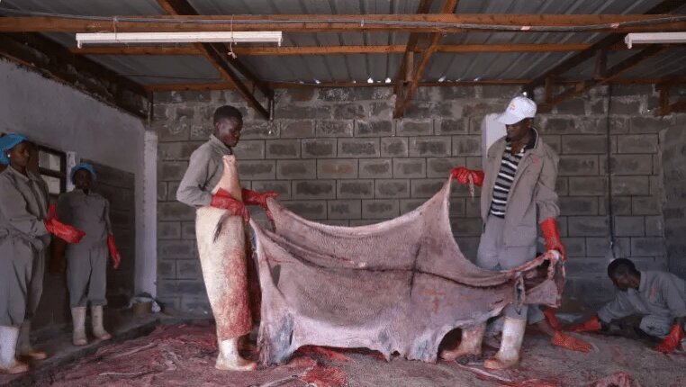 چینی‌ها به تجارت پوست خر روی آورده‌اند!/ نگاهی به یک فعالیت تجاری هولناک و در عین حال سودآور.