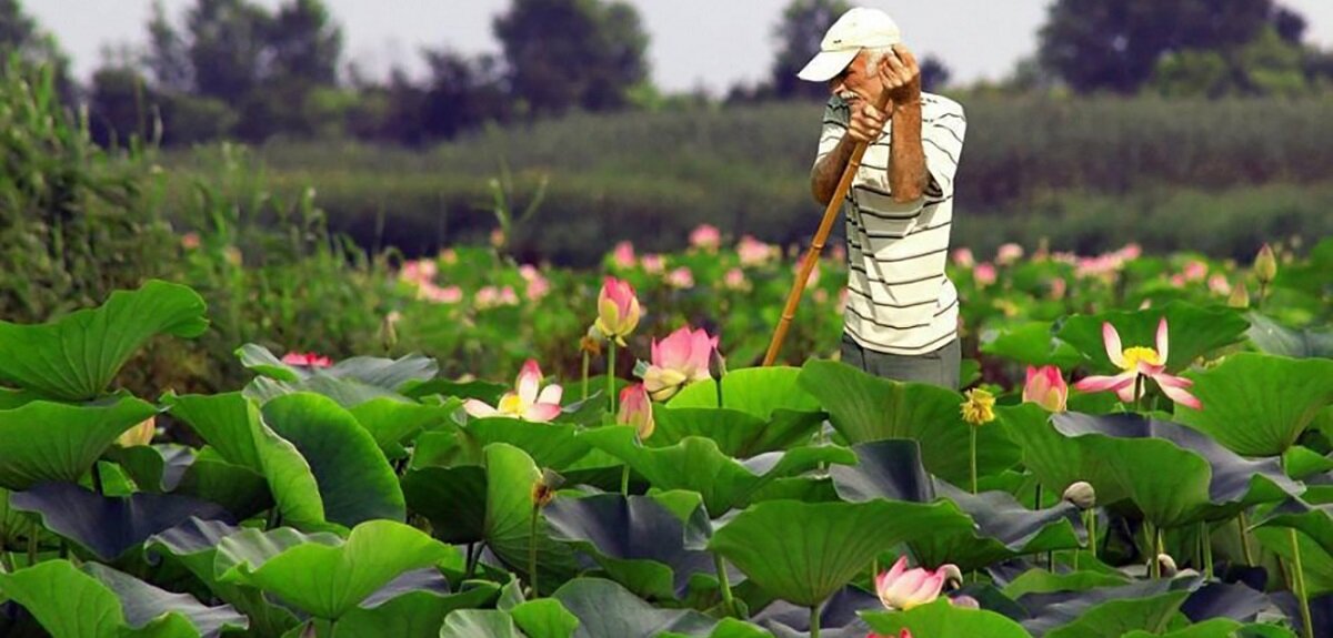 چطور در سه روز گیلان را بگردیم؟ راهنمای سفر کوتاه شمال