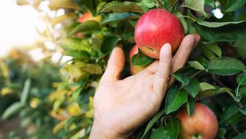 قصه حضرت آدم و میوه ممنوعه