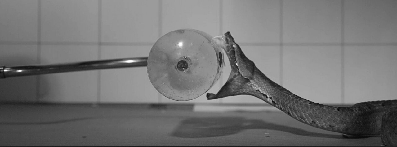 چرا نیش مار کشنده است؟ / ۹۰ میلیثانیه مرگبار