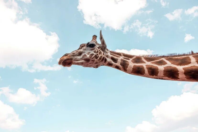چرا زرافه‌ها گردن و پای چنین بلندی دارند؟