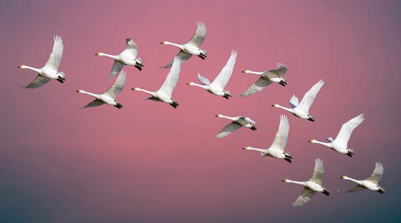 پرندگان مهاجر بدون «GPS» چطور راه خود را پیدا میکنند؟