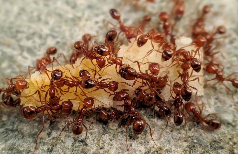 در ازای هر انسان چند مورچه روی زمین زندگی میکند؟ / همهجا هستند جز این چند نقطه!