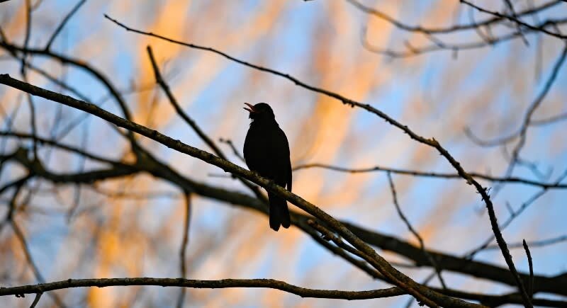 چرا پرندهها هر روز اول صبح سر و صدا راه میاندازند!