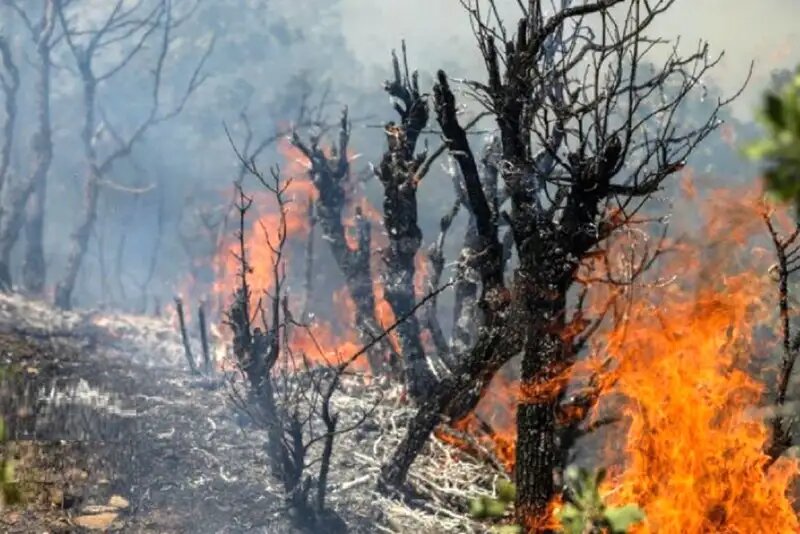 هواپیمای ایلوشن به جنگل‌های چالوس رسید