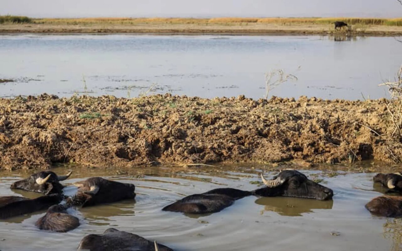 چه افرادی باعث مرگ باران در ایران شدند؟