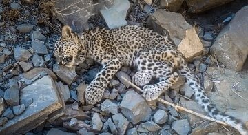 توله‌پلنگ ایرانی نجات‌یافته در بشاگرد جان باخت