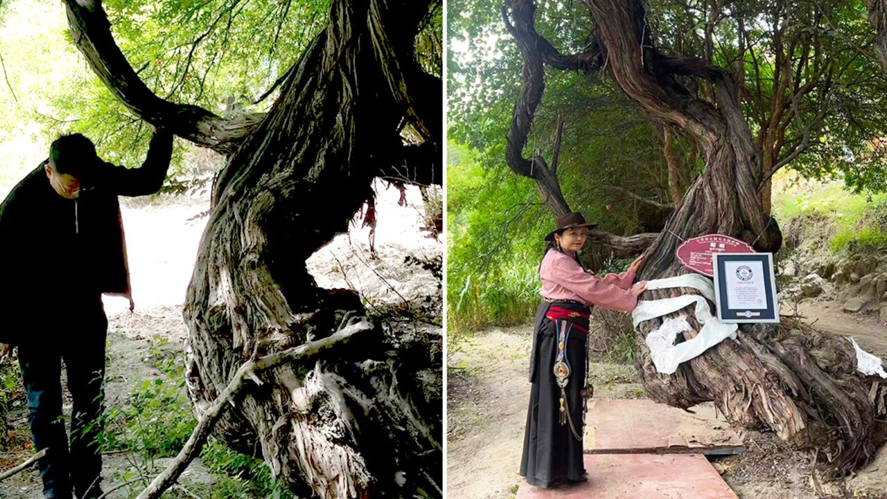 کشف قدیمیترین درخت انگور جهان+عکس کشف قدیمیترین درخت انگور جهان+عکس