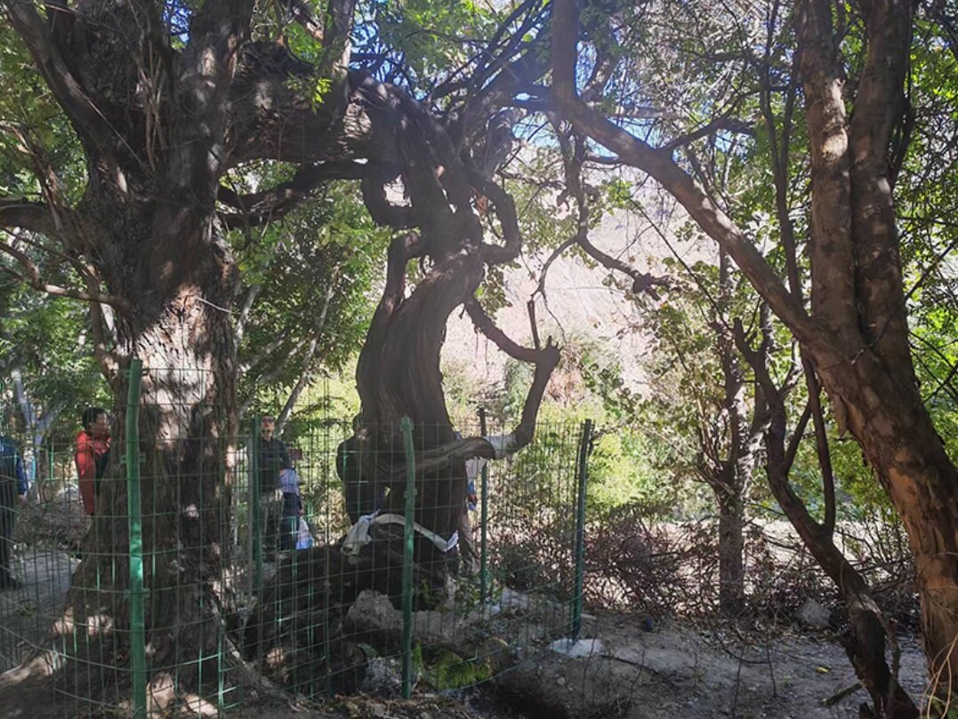 قدیمی‌ترین درخت انگور جهان/ عکس