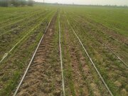 کشت گندم در زمین‌های کشاورزی هرمزگان