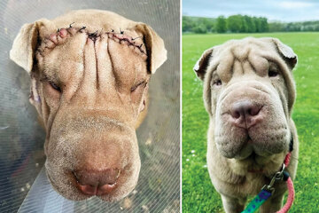 جراحی زیبایی حیوانات خانگی به ایران رسید / عکس