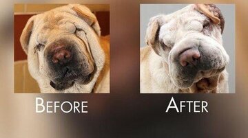 جراحی زیبایی حیوانات خانگی به ایران رسید / عکس 2