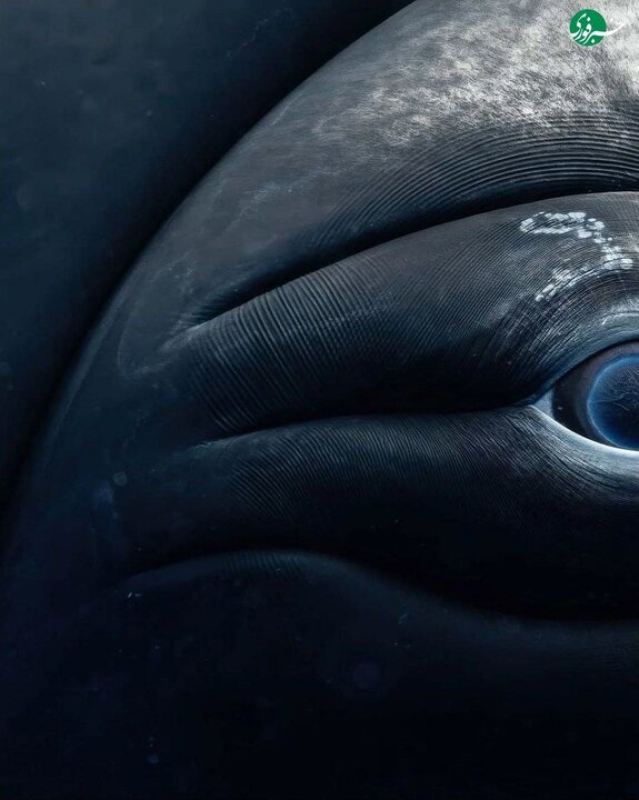 عکسای شگفت انگیزی که یه عکاس از نمای نزدیک از چشمای نهنگ