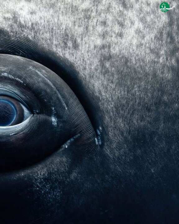 عکسای شگفت انگیزی که یه عکاس از نمای نزدیک از چشمای نهنگ