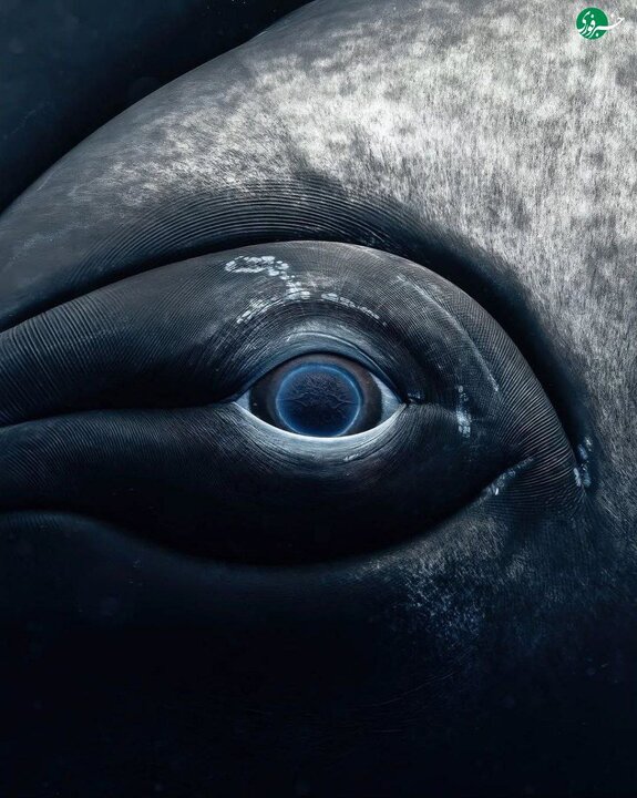 عکسای شگفت انگیزی که یه عکاس از نمای نزدیک از چشمای نهنگ