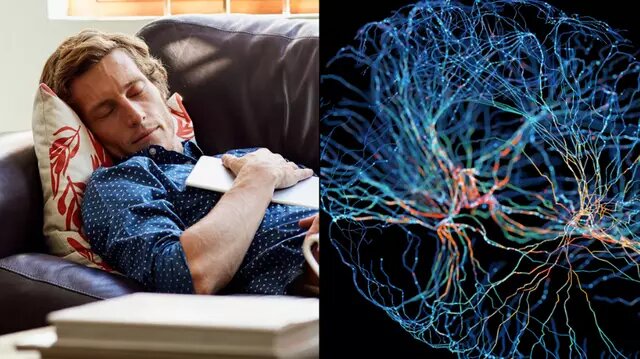 آیا تنبل‌ها باهوش‌ترند؟