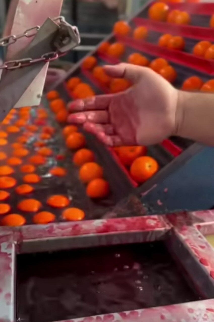 واکنش سازمان غذا و دارو به ویدیوی جنجالی رنگکردن پرتقالها