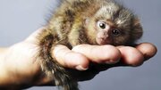 کوچک‌ترین میمون جهان / «فینگر مانکی» چیست و چرا مشهور شده؟