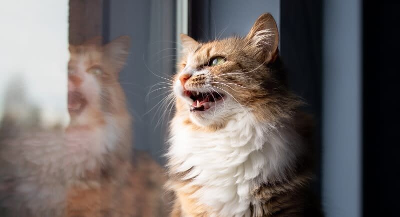 کودتا در مغز: چرا گربهها با دیدن پرندهها دیوانه میشوند؟ 1 کودتا در مغز: چرا گربهها با دیدن پرندهها دیوانه میشوند؟