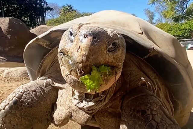 مرگ سالخوردهترین ساکن باغ وحش «سندیگو»/ عکس