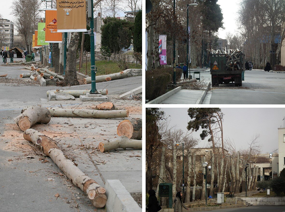 نقدی بر حذف عجولانه چمن در دانشگاه تهران؛ چرا پاپیتال جایگزین چمن در فضای سبز نیست؟