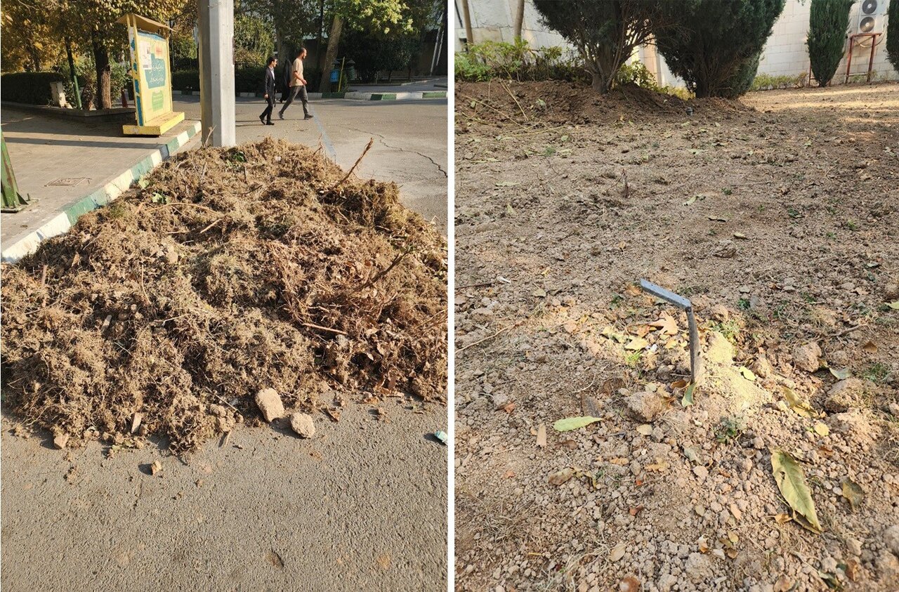 نقدی بر حذف عجولانه چمن در دانشگاه تهران؛ چرا پاپیتال جایگزین چمن در فضای سبز نیست؟