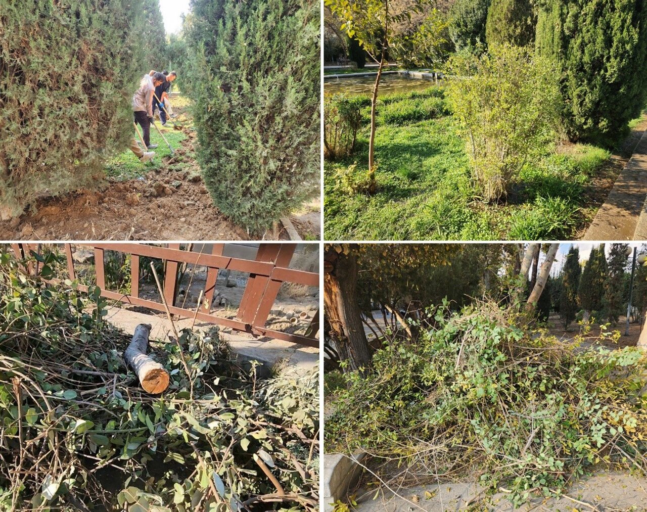 نقدی بر حذف عجولانه چمن در دانشگاه تهران؛ چرا پاپیتال جایگزین چمن در فضای سبز نیست؟