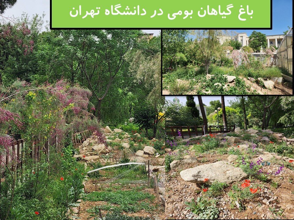 نقدی بر حذف عجولانه چمن در دانشگاه تهران؛ چرا پاپیتال جایگزین چمن در فضای سبز نیست؟