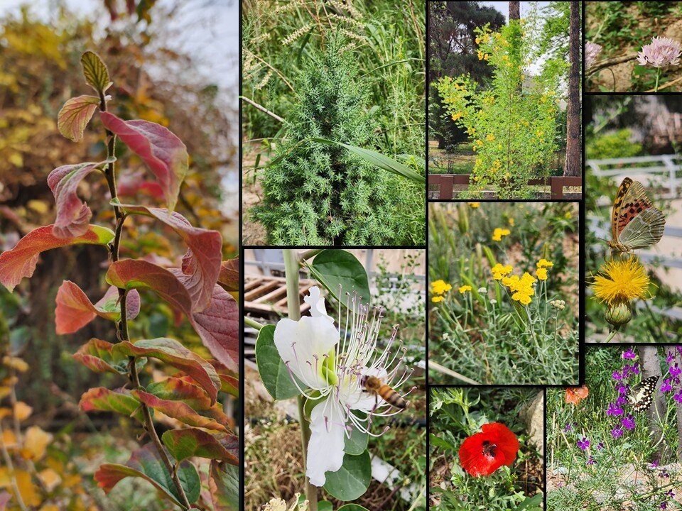 نقدی بر حذف عجولانه چمن در دانشگاه تهران؛ چرا پاپیتال جایگزین چمن در فضای سبز نیست؟