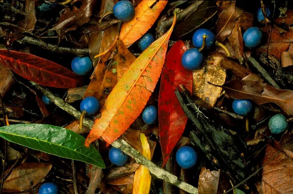 تنها میوه آبی رنگ دنیا چیست و کجا رشد می کند؟