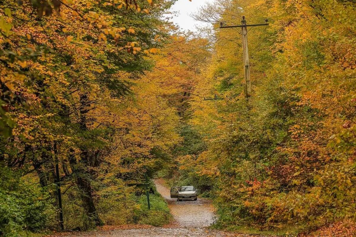 ورود گردشگران به جنگل‌های سوادکوه ممنوع شد