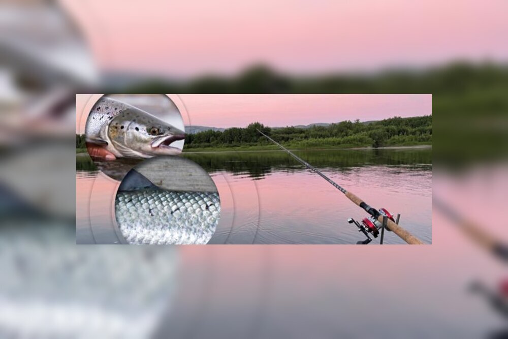 روشهای شناسایی ماهی سالمون وحشی از ماهی پرورشی
متخصصان صنایع غذایی و شیلات به بررسی روشهای تشخیص ماهی سالمون دریا از نوع پرورشی آن پرداختهاند. این موضوع به دلیل تفاوتهای در کیفیت، طعم و ارزش غذایی این دو نوع ماهی از اهمیت ویژهای برخوردار است.
به طور کلی، ماهیهای وحشی عموماً رنگ روشنتری دارند و بافت آنها محکمتر است. همچنین، برخی از ویژگیهای بیولوژیکی و تغذیهای این دو نوع ماهی میتواند نشاندهنده منبع آنها باشد. کارشناسان توصیه میکنند که برای تشخیص صحیح، به بوی ماهی، رنگ و حتی شکل بدن آن توجه ویژهای شود.
این روشها به مصرفکنندگان کمک میکند تا انتخابی بهتر و مطمئنتر داشته باشند. روشهای شناسایی ماهی سالمون وحشی از ماهی پرورشی
متخصصان صنایع غذایی و شیلات به بررسی روشهای تشخیص ماهی سالمون دریا از نوع پرورشی آن پرداختهاند. این موضوع به دلیل تفاوتهای در کیفیت، طعم و ارزش غذایی این دو نوع ماهی از اهمیت ویژهای برخوردار است.
به طور کلی، ماهیهای وحشی عموماً رنگ روشنتری دارند و بافت آنها محکمتر است. همچنین، برخی از ویژگیهای بیولوژیکی و تغذیهای این دو نوع ماهی میتواند نشاندهنده منبع آنها باشد. کارشناسان توصیه میکنند که برای تشخیص صحیح، به بوی ماهی، رنگ و حتی شکل بدن آن توجه ویژهای شود.
این روشها به مصرفکنندگان کمک میکند تا انتخابی بهتر و مطمئنتر داشته باشند.