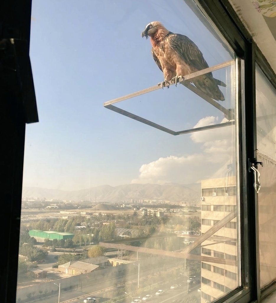 عکس | تصویری جالب از حضور همای سعادت در تهران!