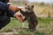 ببینید | راه رفتن جالب بچه خرس‌ها روی دو پا