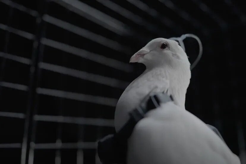 تبدیل کبوتر به پهپاد نظارتی / جاسوس‌های پرنده روسیه