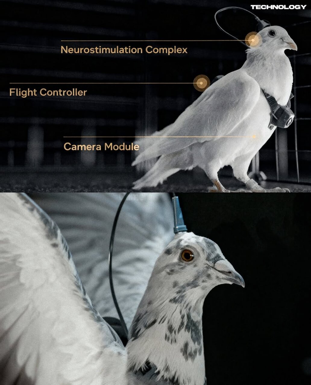 تبدیل کبوتر به پهپاد نظارتی / جاسوسهای پرنده روسیه