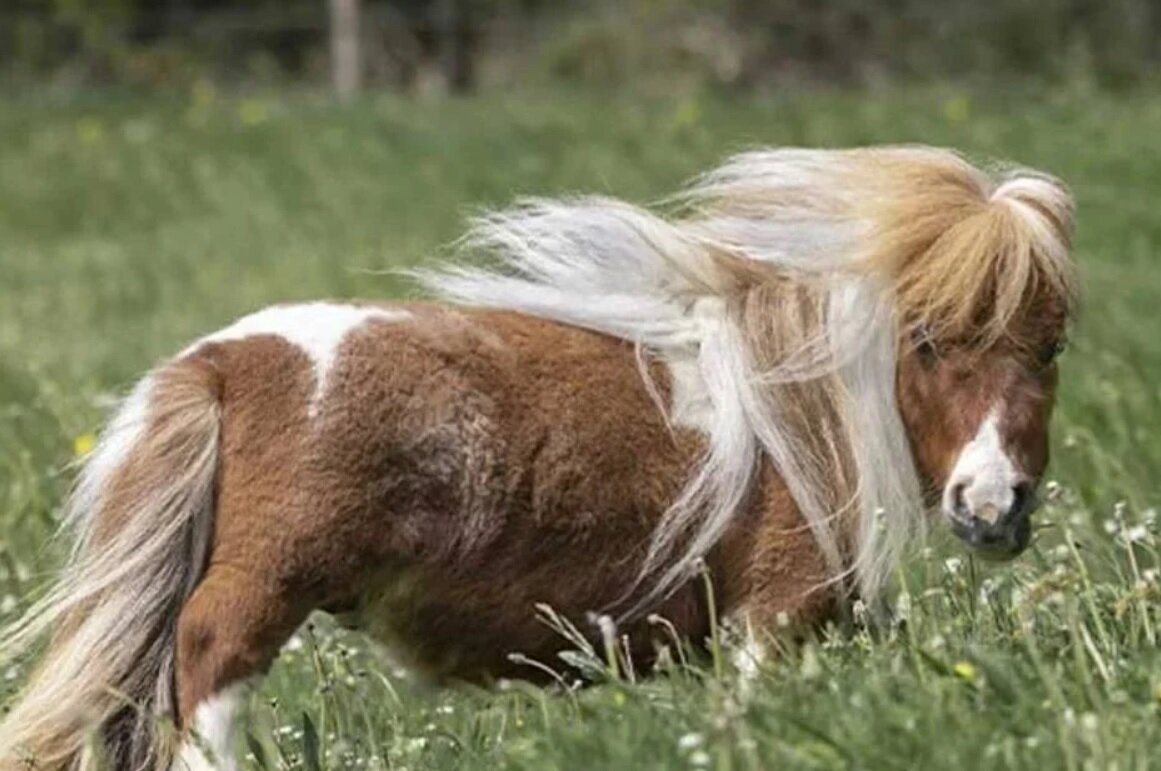 کوچکترین اسب دنیا / عکس 3