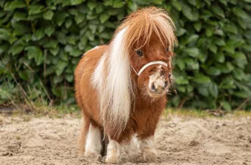 کوچکترین اسب دنیا / عکس 2