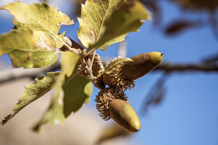 برگزاری جشنواره بلوط در لردگان؛ احیای هویت غذایی و معرفی ظرفیتهای گردشگری