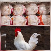 رئیس سازمان جهاد کشاورزی گیلان :
هیچ مشکلی در تأمین مرغ گیلان نداریم