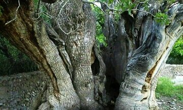 عکس | درخت کمتر دیده شده پسته هزار ساله در رفسنجان